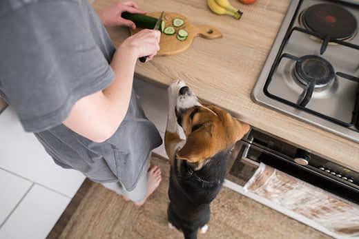 un-beagle-de-pie-contempla-a-un-humano-cortando-un-pepino-SW Un beagle de pie contempla cómo un humano corta un pepino en la encimera.