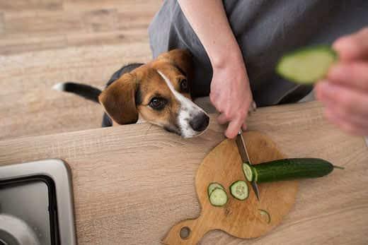 beagle-observa-a-un-homano-cortar-pepino-SW