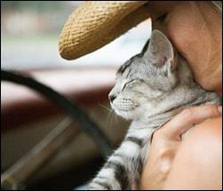 Relocating with cats