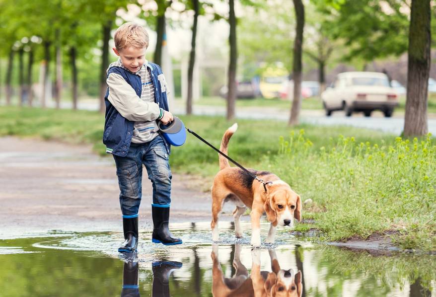 boy-walks-dog-through-puddle