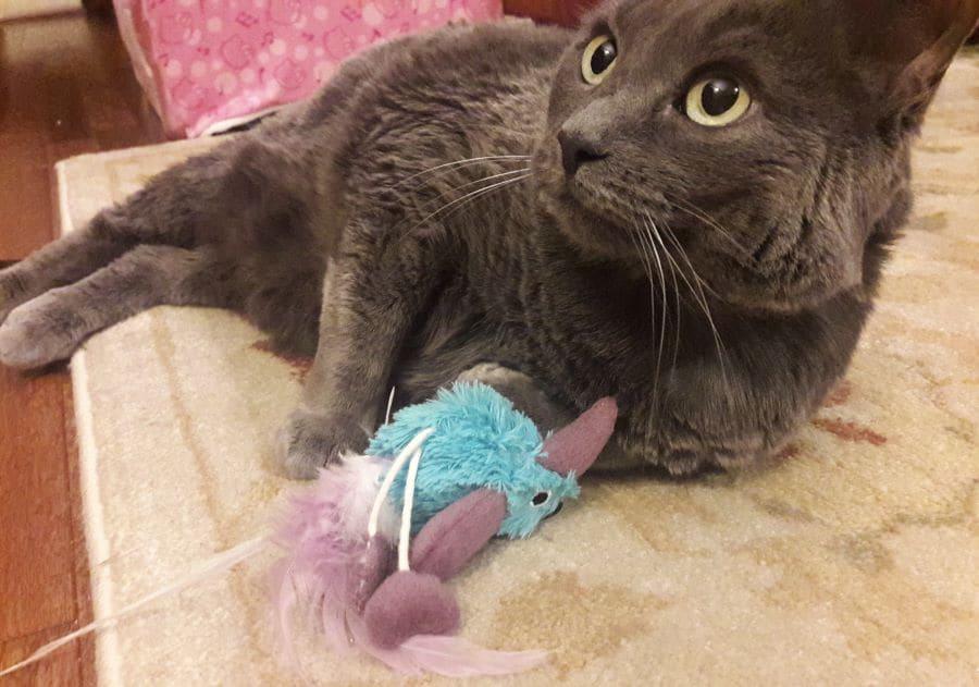 gato-gris-jugando-con-pájaro-de-juguete