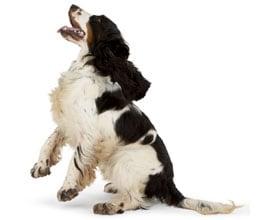 Dog barking image
