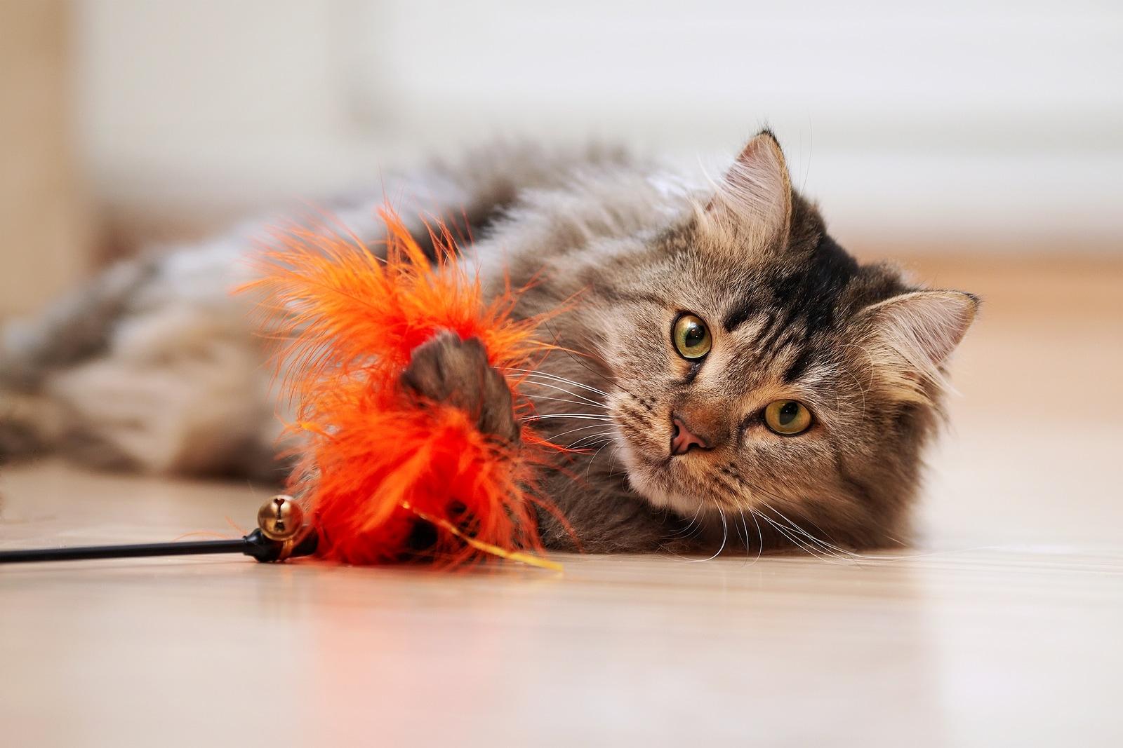 maine-coon-playing-with-orange-feather-toy Maine coon playing with orange cat toy on ground.