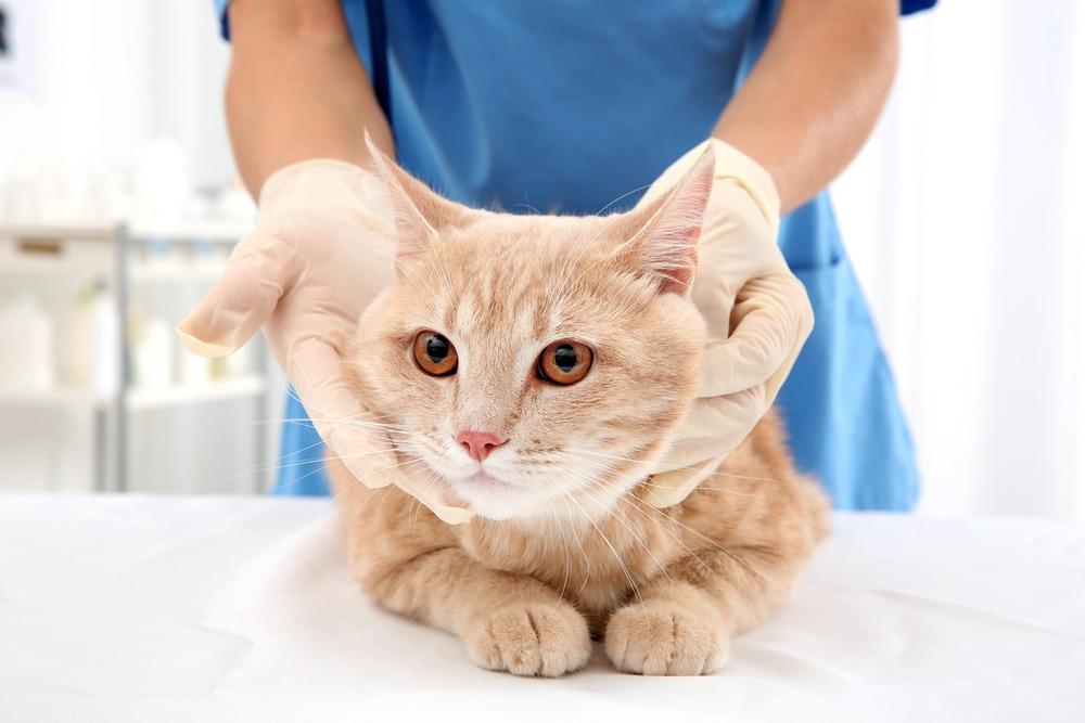 Red tabby cat in vet clinic Gato atigrado rojo en clínica veterinaria