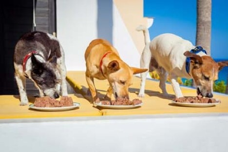 alimentar a los perros dueño alimentando una hilera de perros con tazones o platos en el exterior y al aire libre, todos al mismo tiempo.