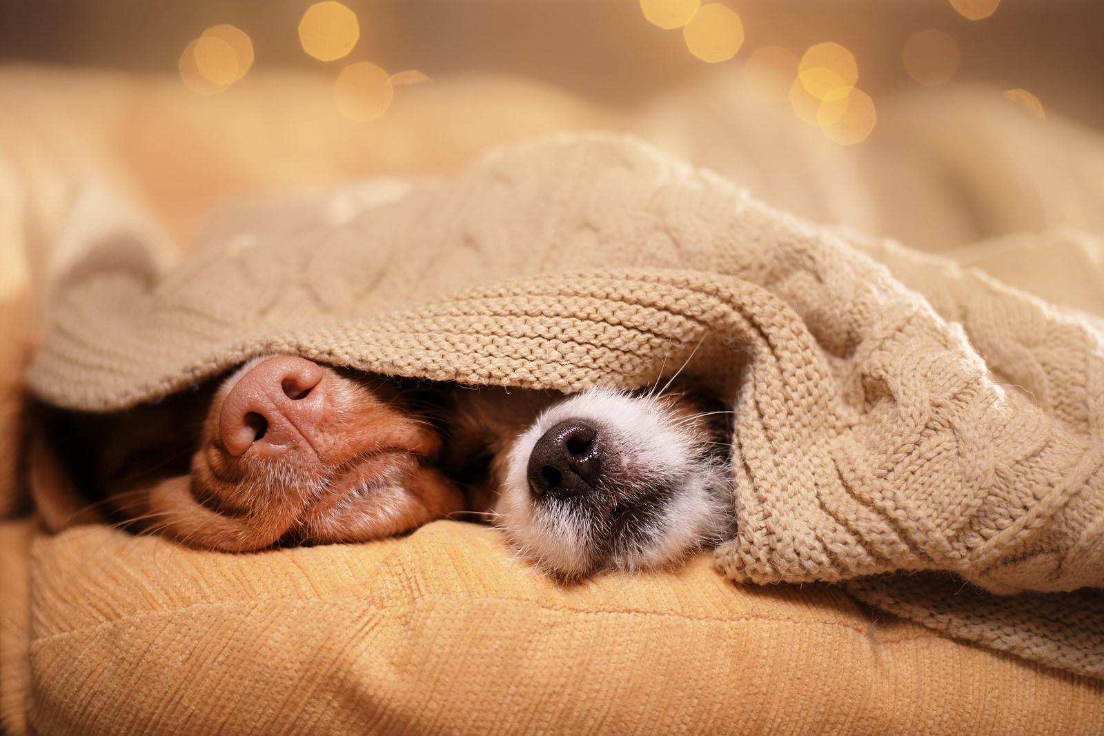 two-dogs-noses-poking-out-from-under-blanket Two dog noses poking out from under a blanket