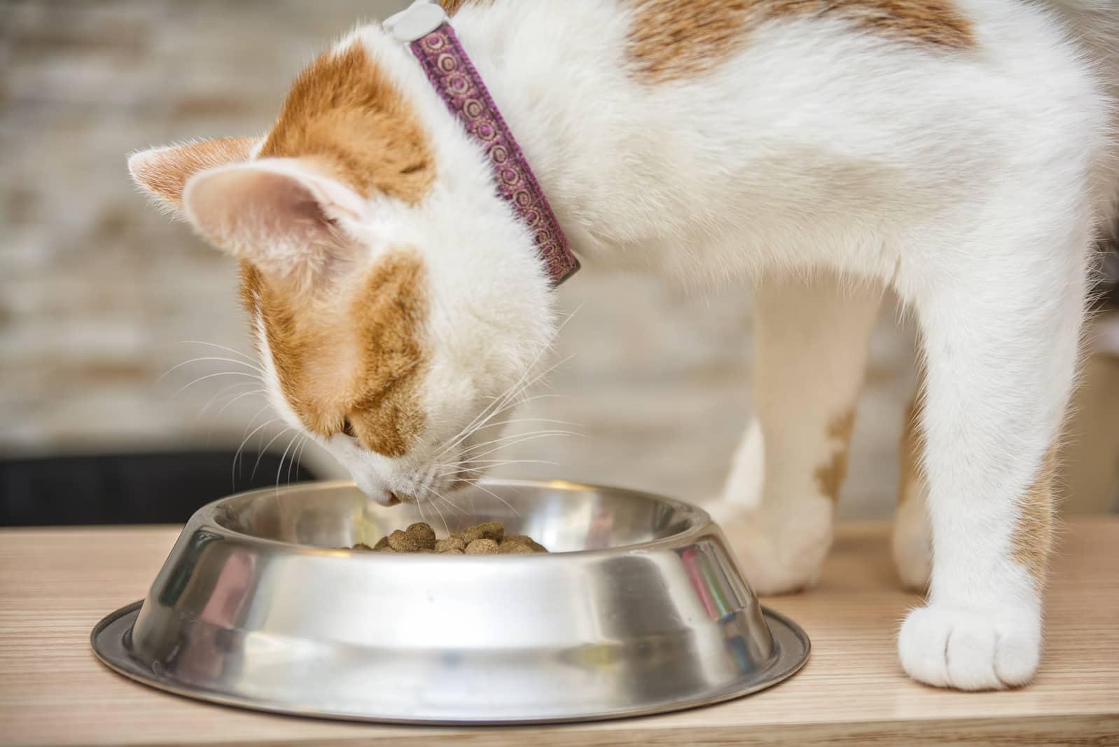Gato naranja y blanco con collar comiendo de un plato metálico