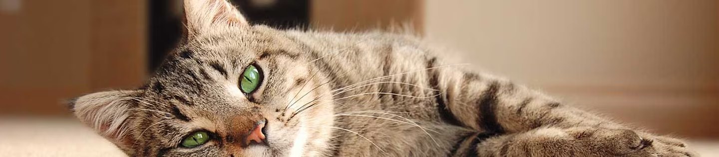 Gato atigrado de ojos verdes recostado en el suelo