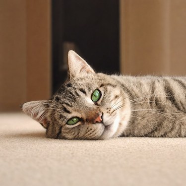 Gato atigrado de ojos verdes recostado en el suelo