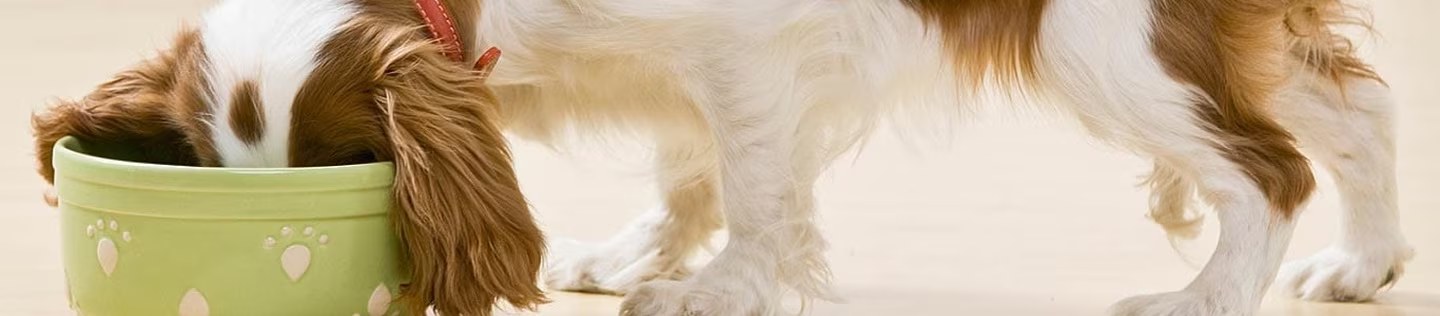 Perro de orejas largas comiendo de un tazón verde
