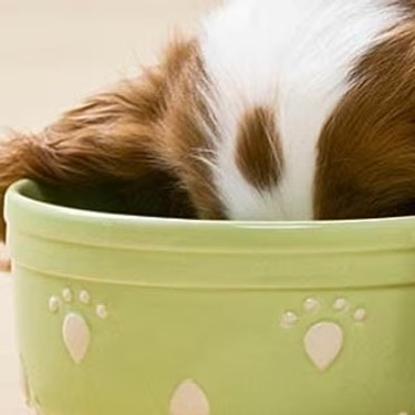 Perro de orejas largas comiendo de un tazón verde