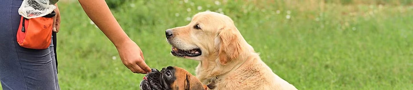 Dos perros reciben una golosina durante una sesión de entrenamiento