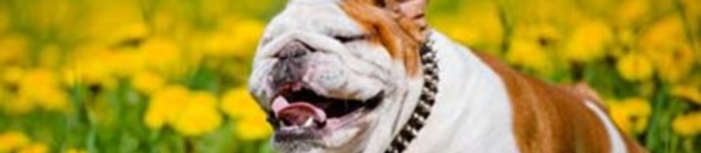 Enfermedades de la piel en perros Hill’s Pet Colombia