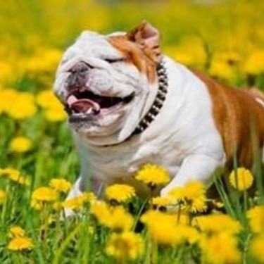 Enfermedades de la piel en perros Hill’s Pet Colombia