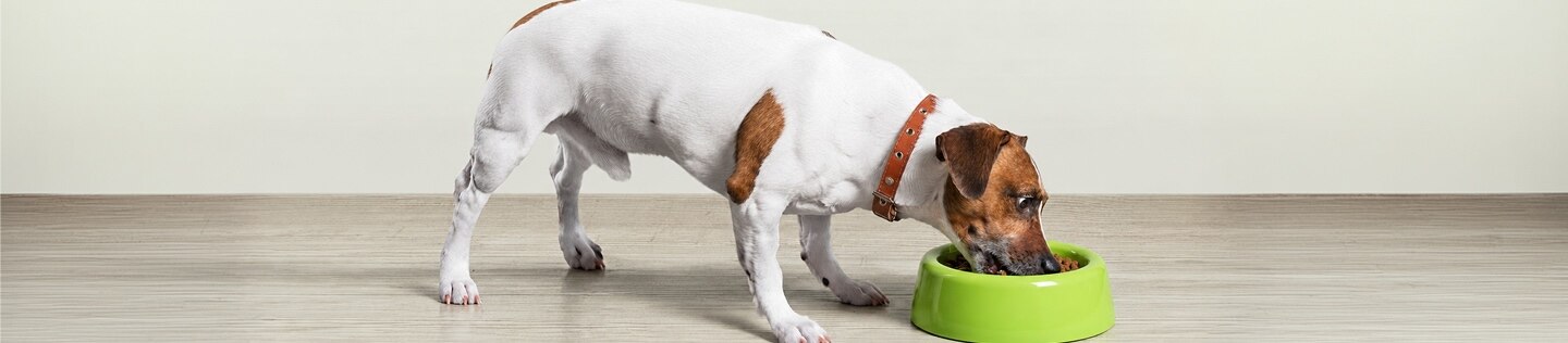 Perro jack russell terrier comiendo de un tazón verde