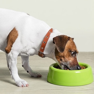 Perro jack russell terrier comiendo de un tazón verde