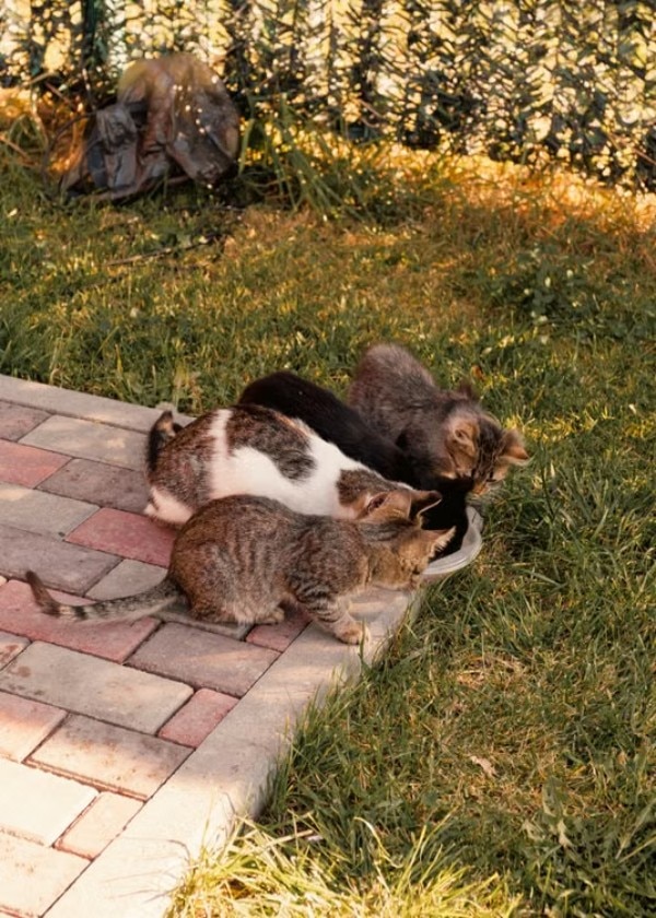 Cuatro gatitos comiendo juntos de un plato en el jardín junto a un camino de adoquines