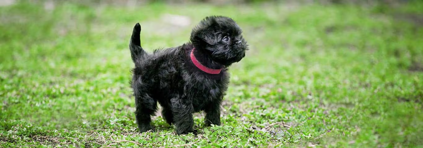 Fotografía de un perro Affenpinscher
