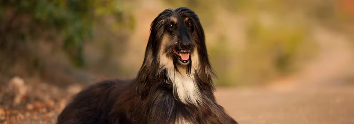 Fotografía de un perro lebrel afgano