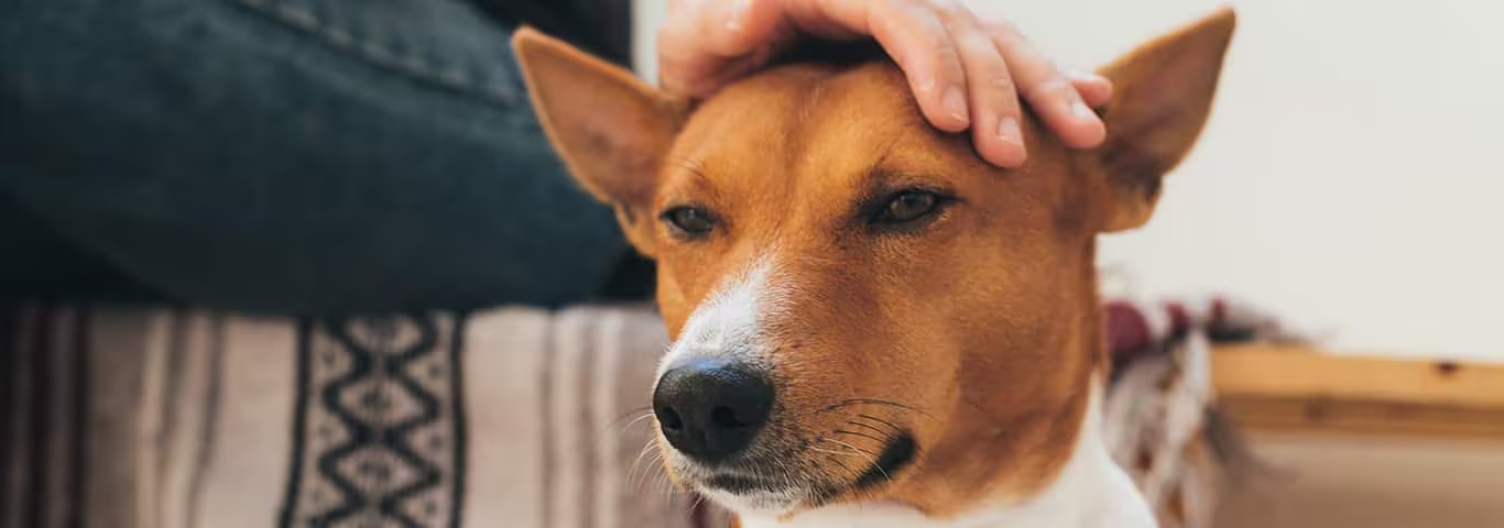 Fotografía de un perro Basenji