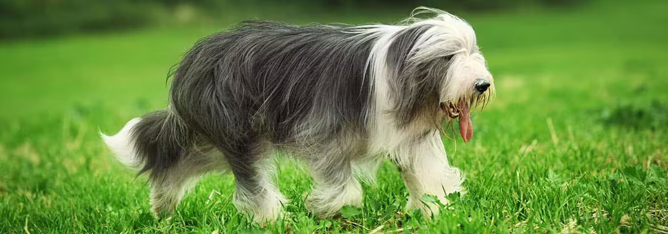 Fotografía de un perro Bearded Collie