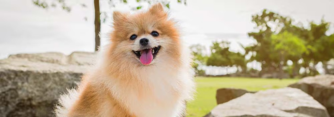 Foto de un perro de Pomerania