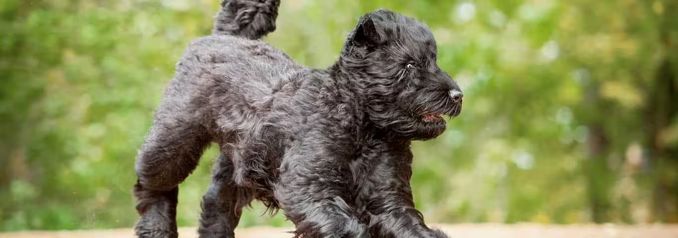 Foto de un perro Bouvier Des Flandres