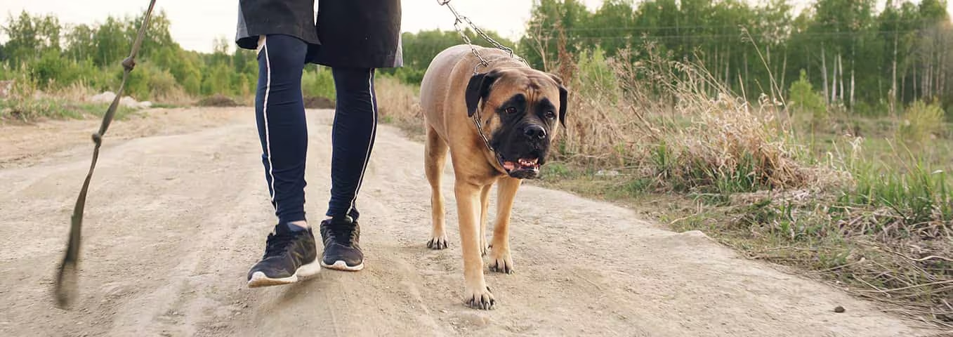 Fotografía de un perro Bullmastiff