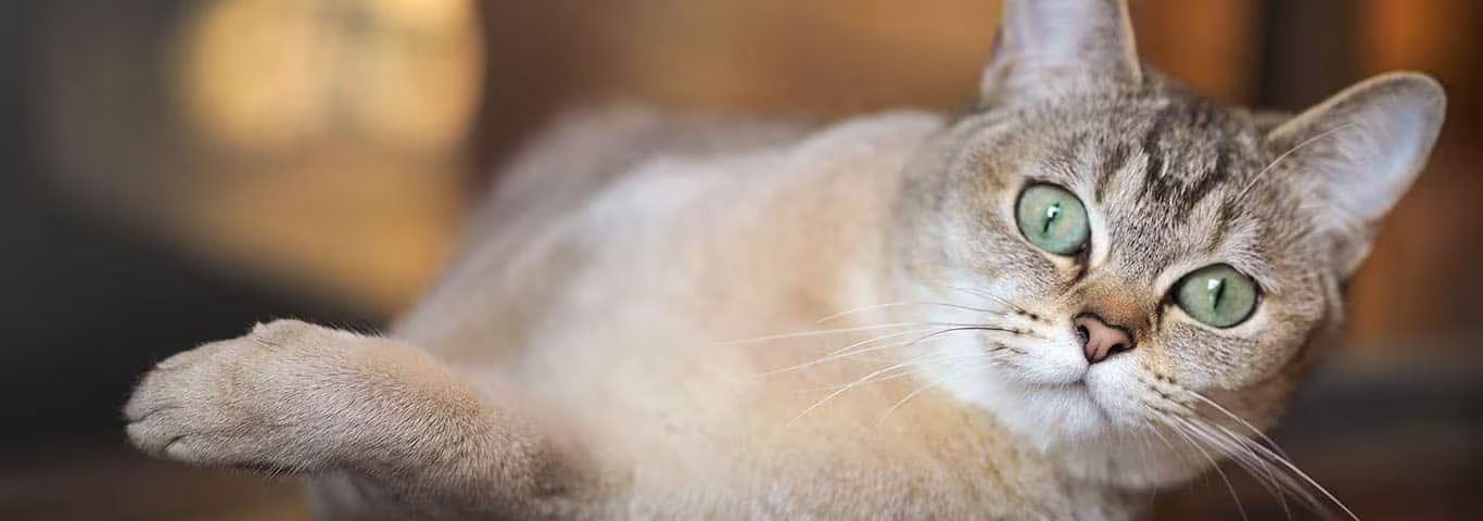 Fotografía de un gato Burmilla
