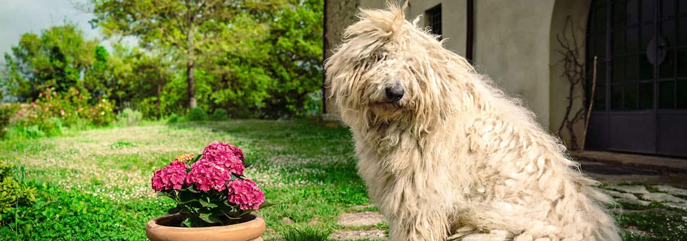 Fotografía de un perro Komondor