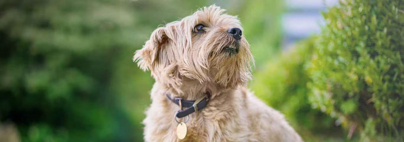 Fotografía de un perro Norfolk Terrier