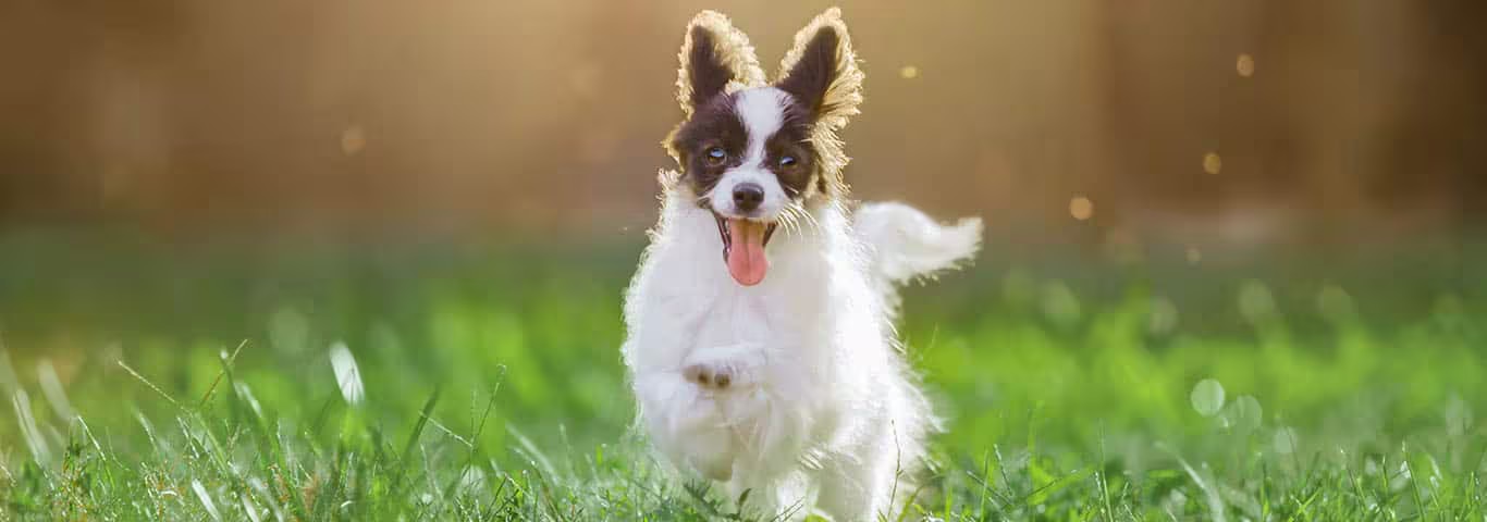 Fotografía de un perro Papillon