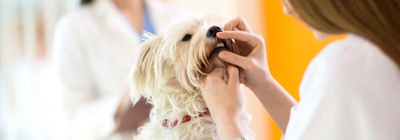 Foto de un perro maltés