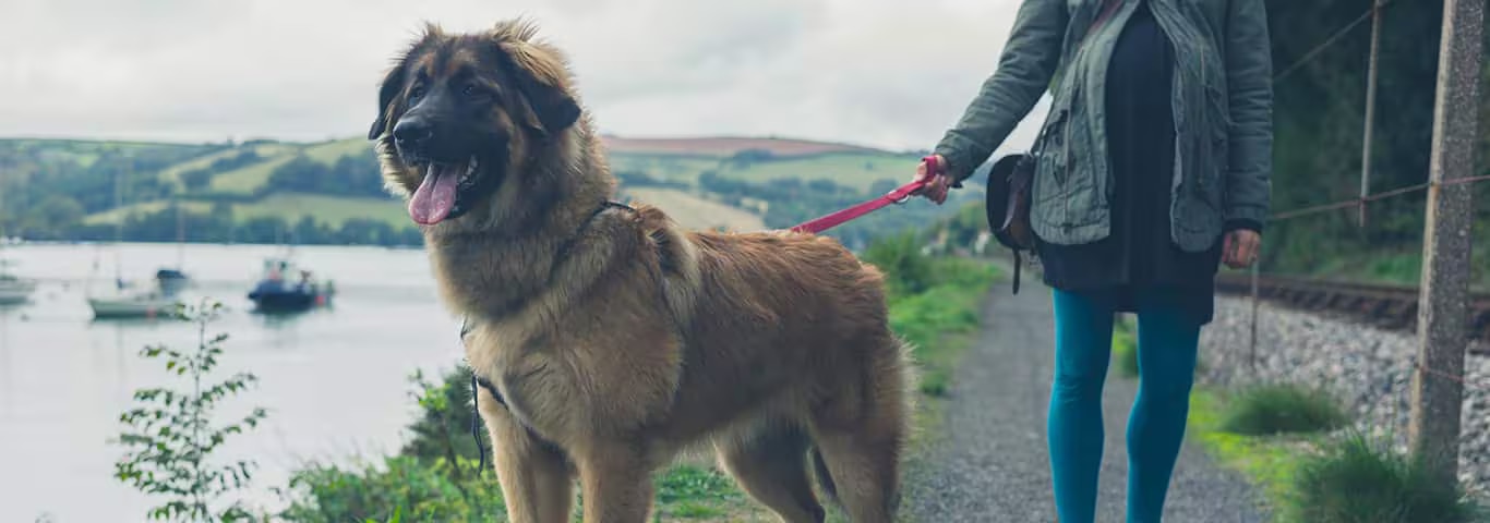 Fotografía de un perro Leonberger