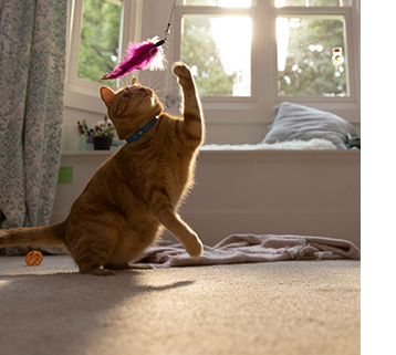  gato jugando con un juguete para gatos