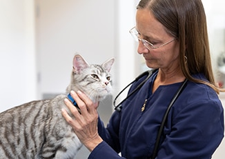 veterinario sosteniendo un gato