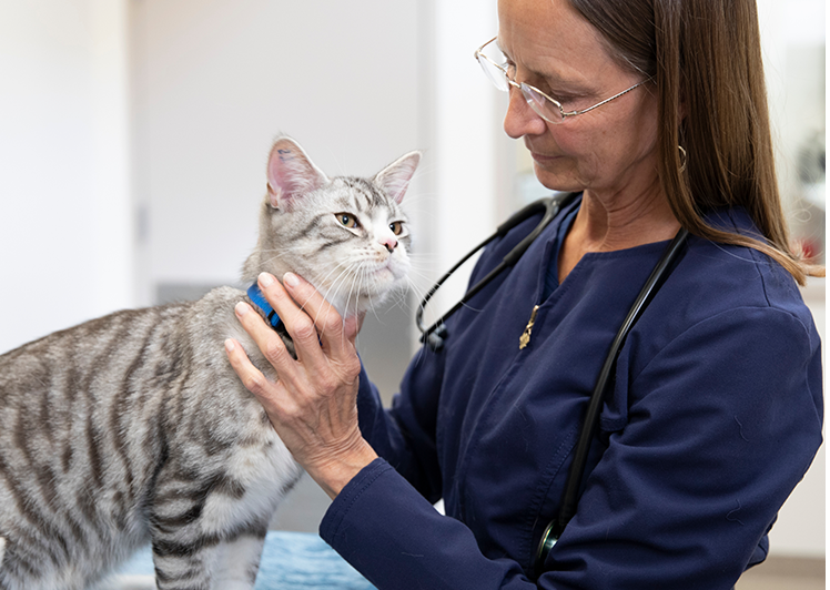 veterinario sosteniendo un gato