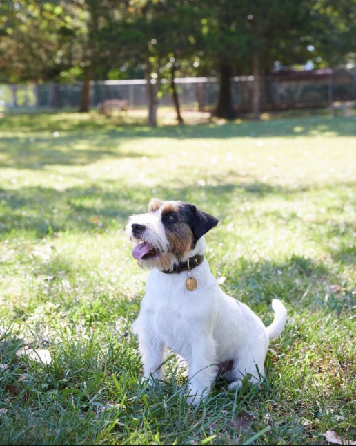 Insuficiencia Renal en Perros Hill’s Pet Chile