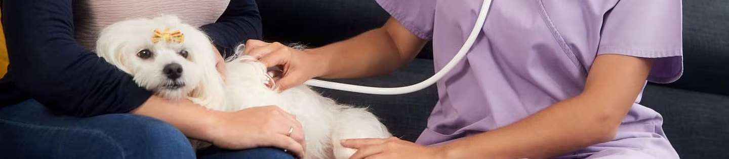 Perro blanco durante una revisión veterinaria con estetoscopio