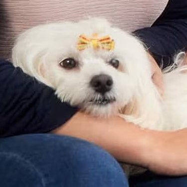 Perro blanco recibiendo atención veterinaria