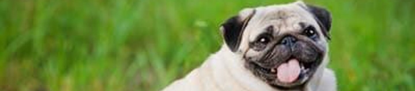 Perro pug sentado tranquilamente sobre el césped