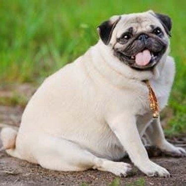 Perro pug sentado tranquilamente sobre el césped