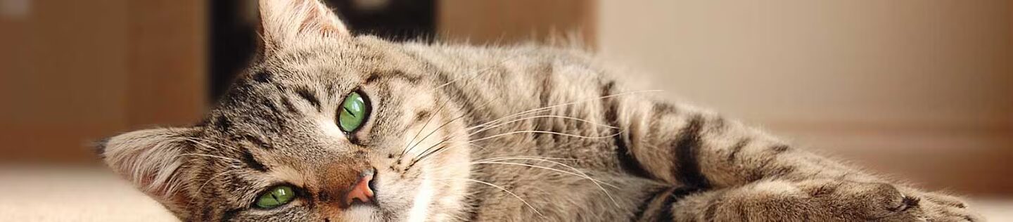 Gato atigrado recostado con los ojos abiertos