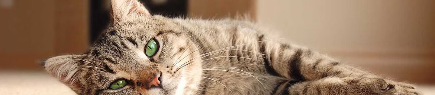 Gato atigrado de ojos verdes recostado