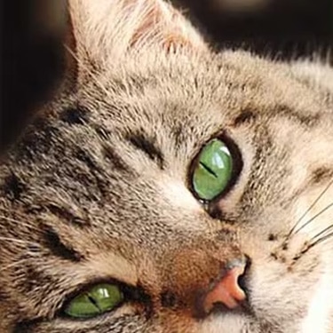 Gato atigrado de ojos verdes recostado