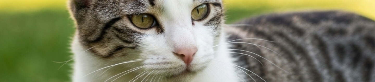 Cuidados de la esterilización de gatos | Hill's Pet Colombia