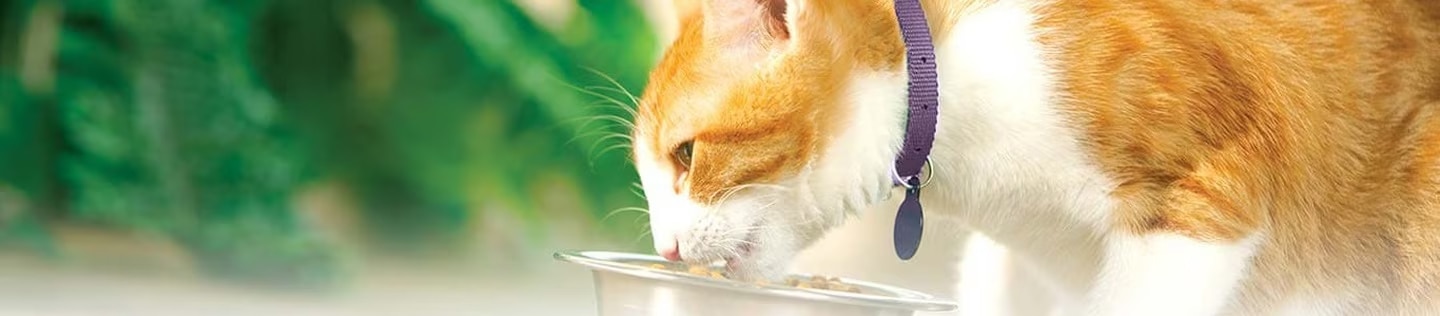 Gato naranja y blanco comiendo alimento de un plato de metal.