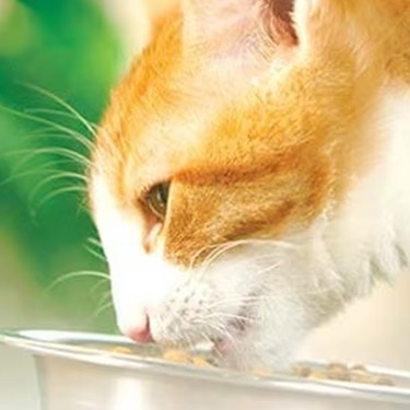 Gato naranja y blanco comiendo alimento de un plato de metal.