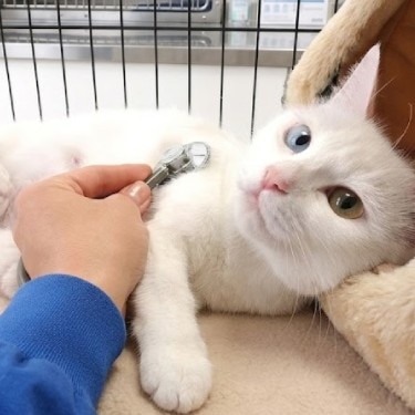 Veterinario examinando con un estetoscopio a una gata blanca de ojos heterocromáticos junto a su cría en una clínica