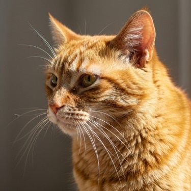 Gato amarillo primer plano